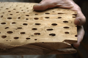 Eliminar carcoma en casas rurales en Asturias