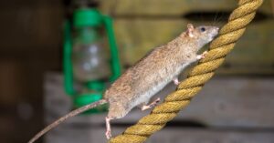 Plan de choque contra ratas en naves industriales en Asturias