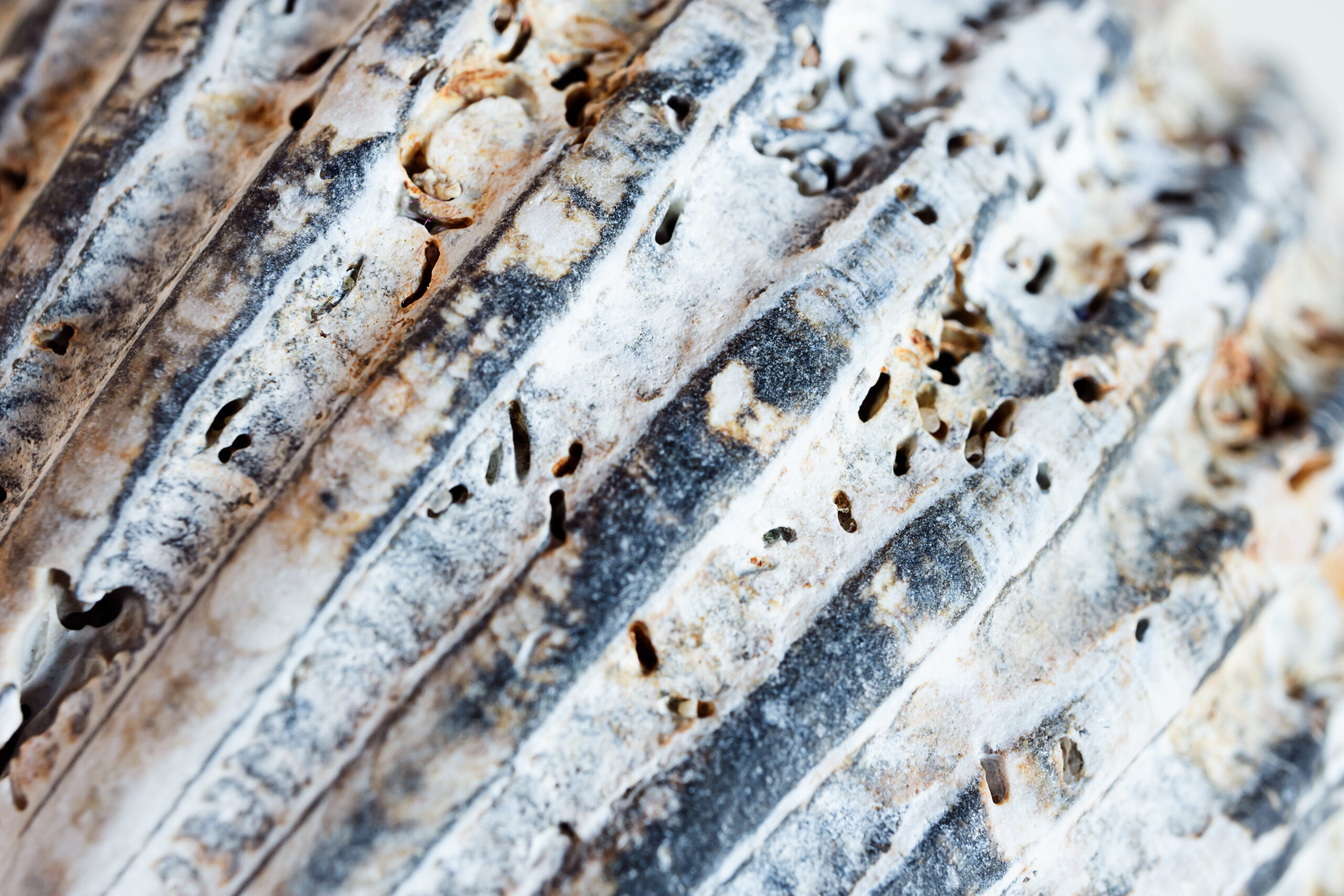 ¿Cómo proteger la madera para evitar la carcoma?