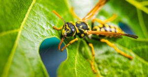 ¿Cómo evitar que las avispas se escondan en la madera