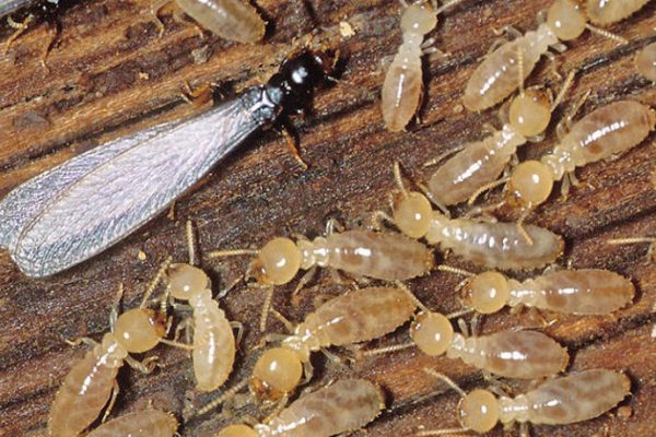 tratamiento madera insectos asturias